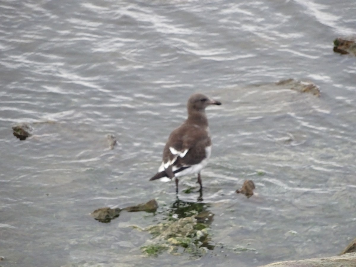 Dolphin Gull - ML647383806