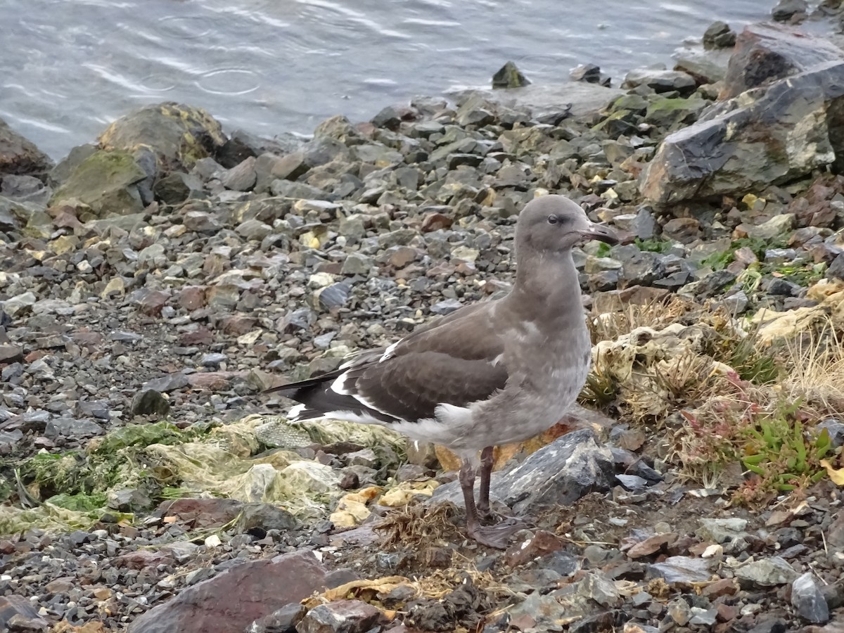 Dolphin Gull - ML647383807