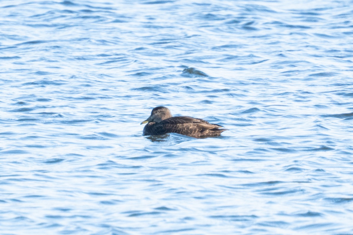 American Black Duck - ML647383808