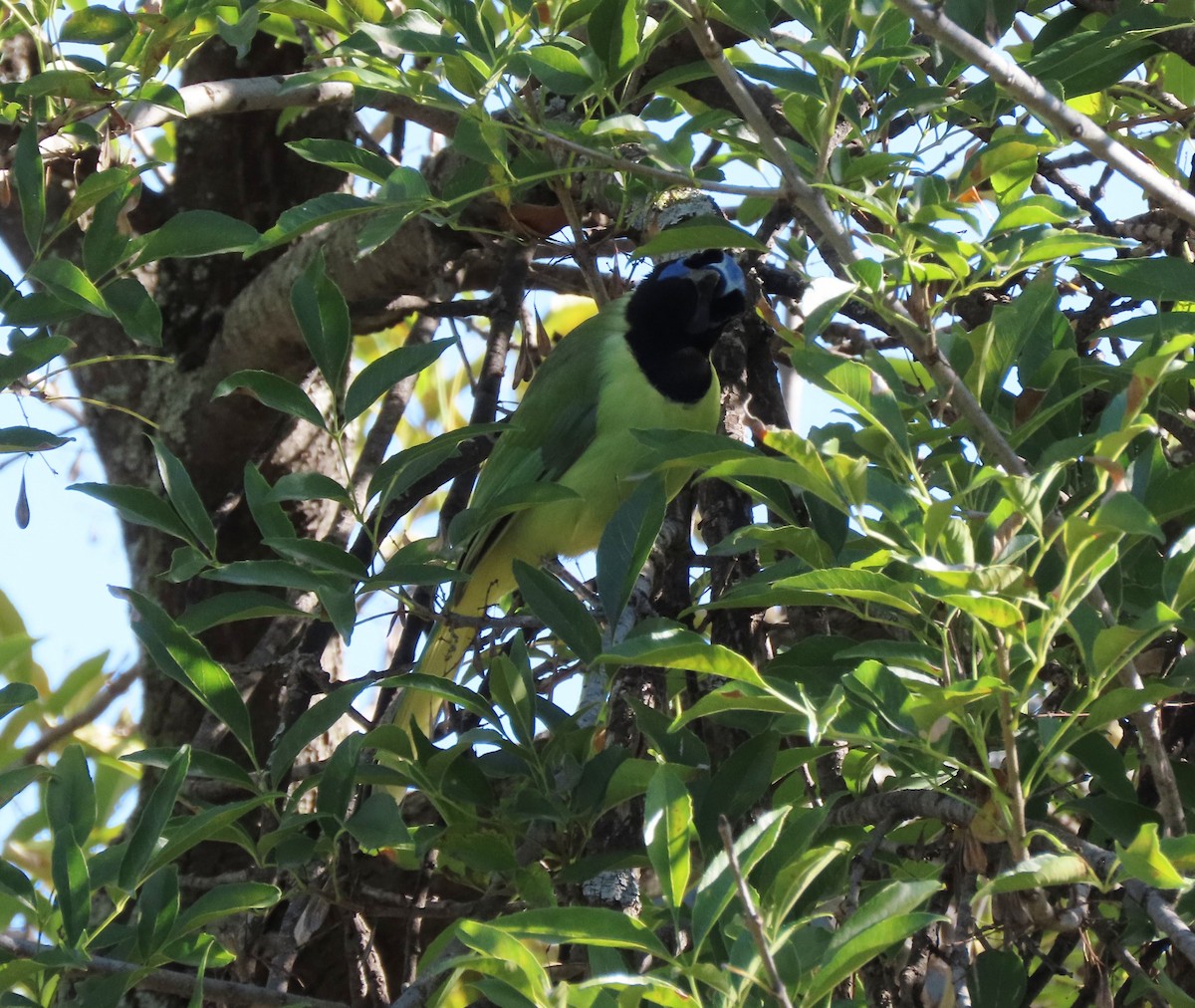 Geai vert - ML647383809