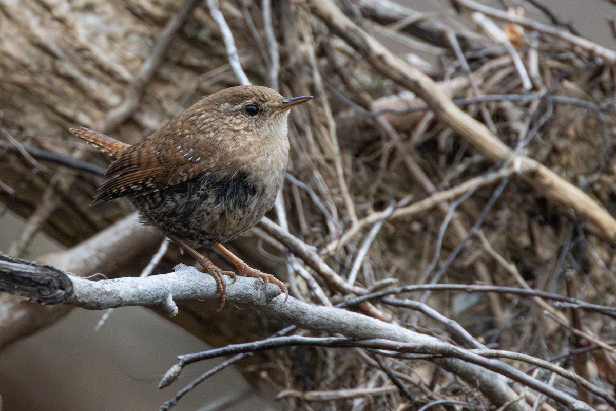 フユミソサザイ - ML647383813