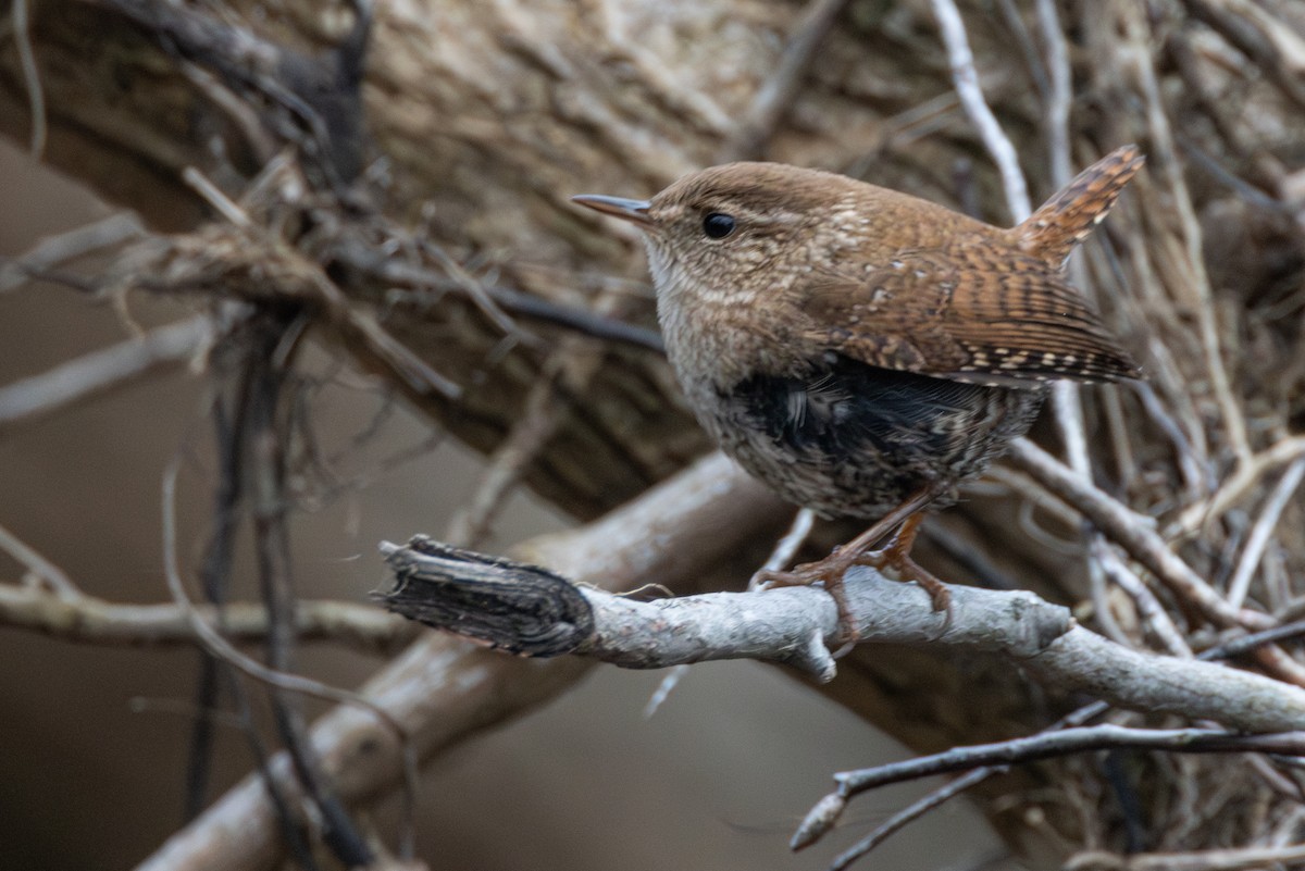 フユミソサザイ - ML647383814