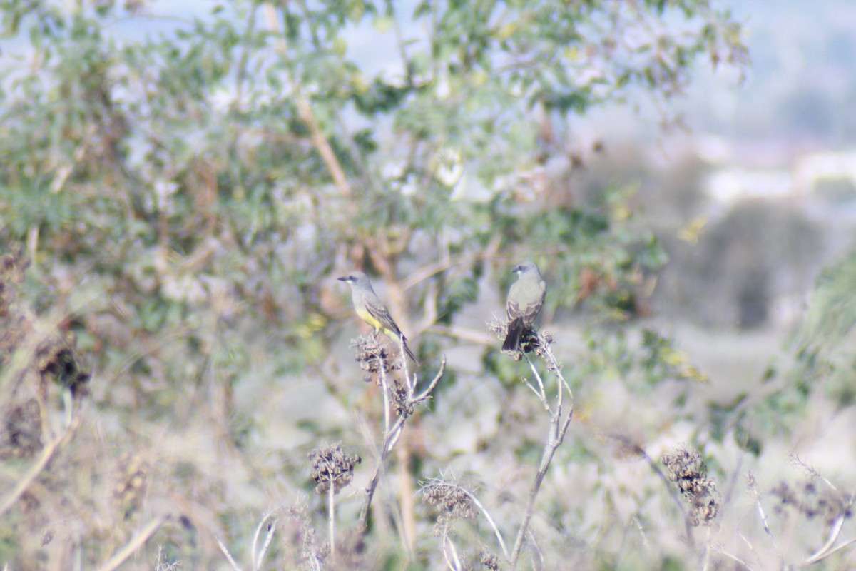 Cassin's Kingbird - ML647383824