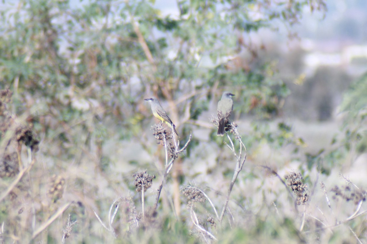 Cassin's Kingbird - ML647383825