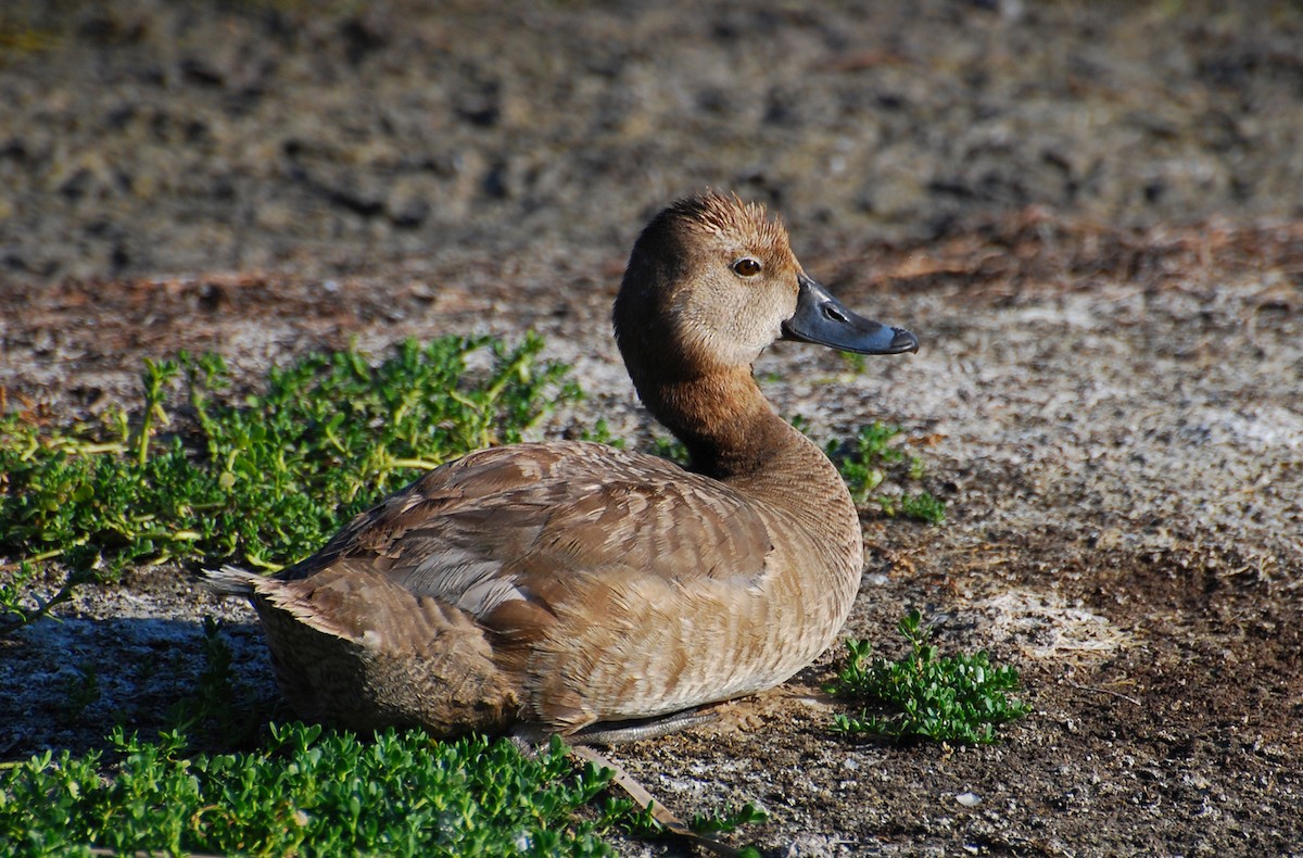 Redhead - ML647383827