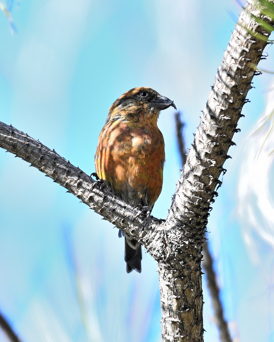 イスカ - ML647383839