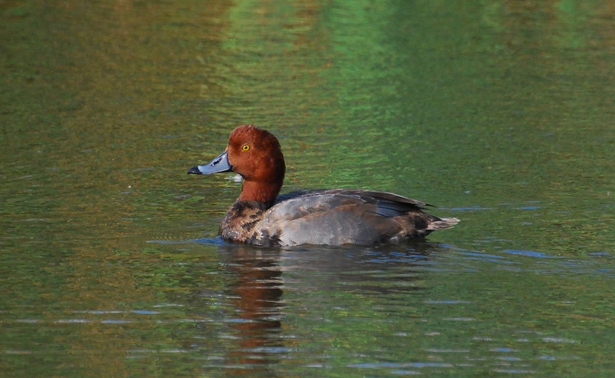 Redhead - ML647383843
