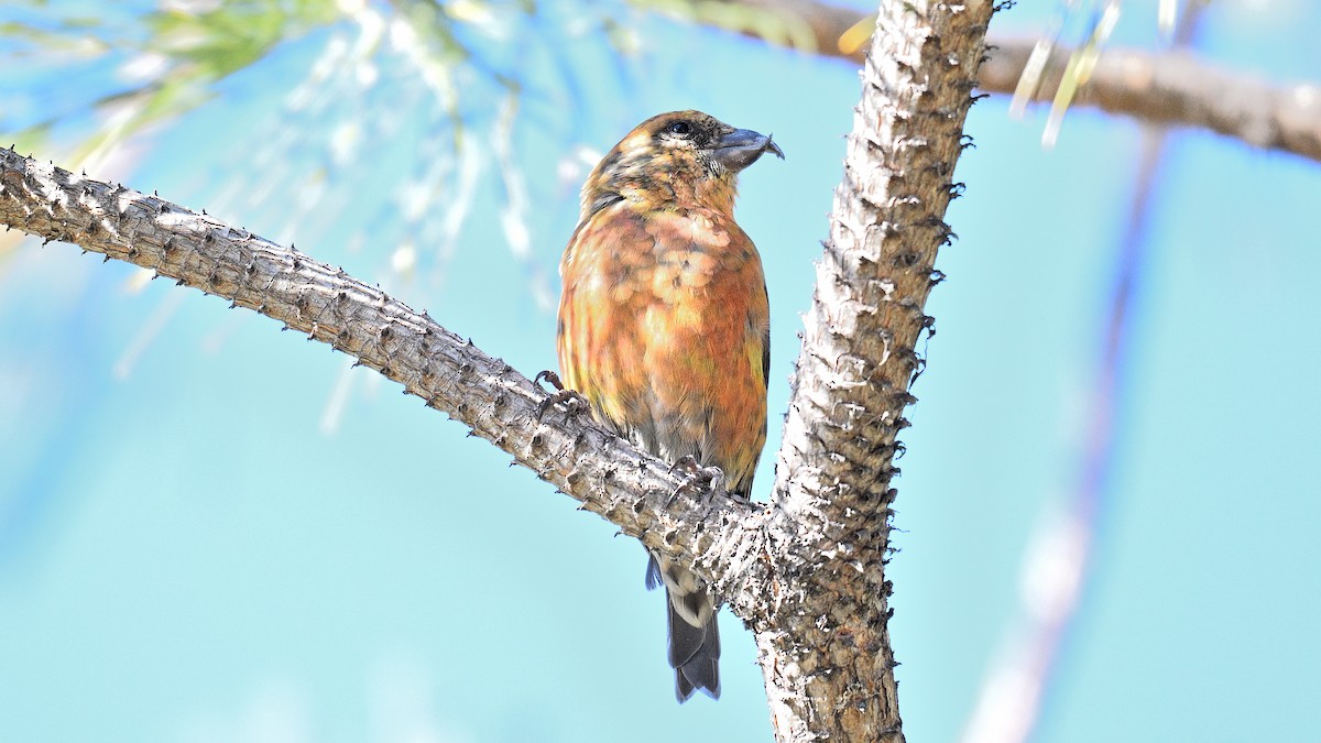 イスカ - ML647383844