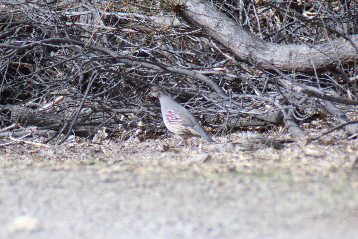 Gambel's Quail - ML647383856