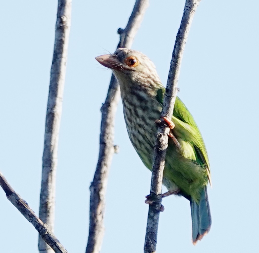 シロボシオオゴシキドリ - ML647383857