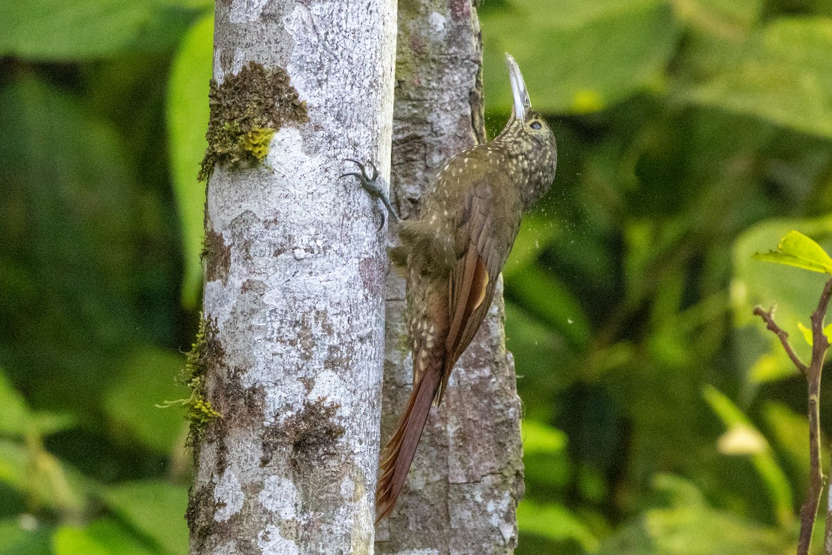 Yeşil Sırtlı Tırmaşık - ML647383862