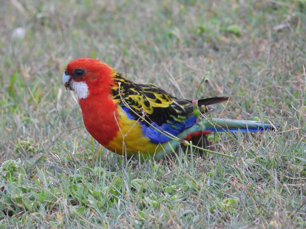 rosela pestrá - ML647383864