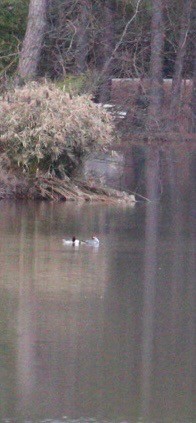 Gänsesäger - ML647383865