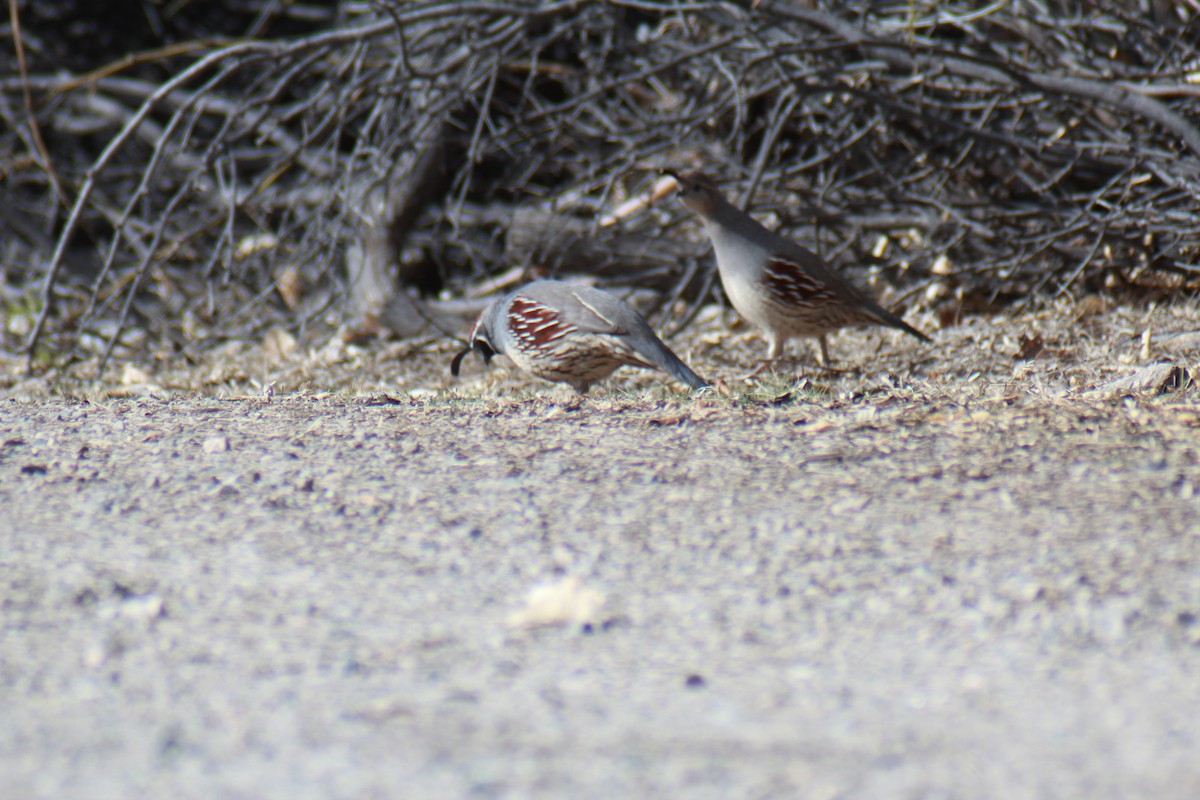 Gambel's Quail - ML647383867