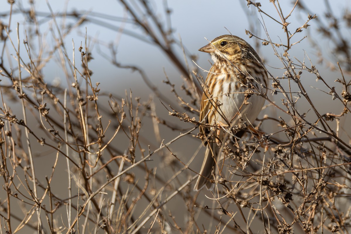 Chingolo Sabanero - ML647383869