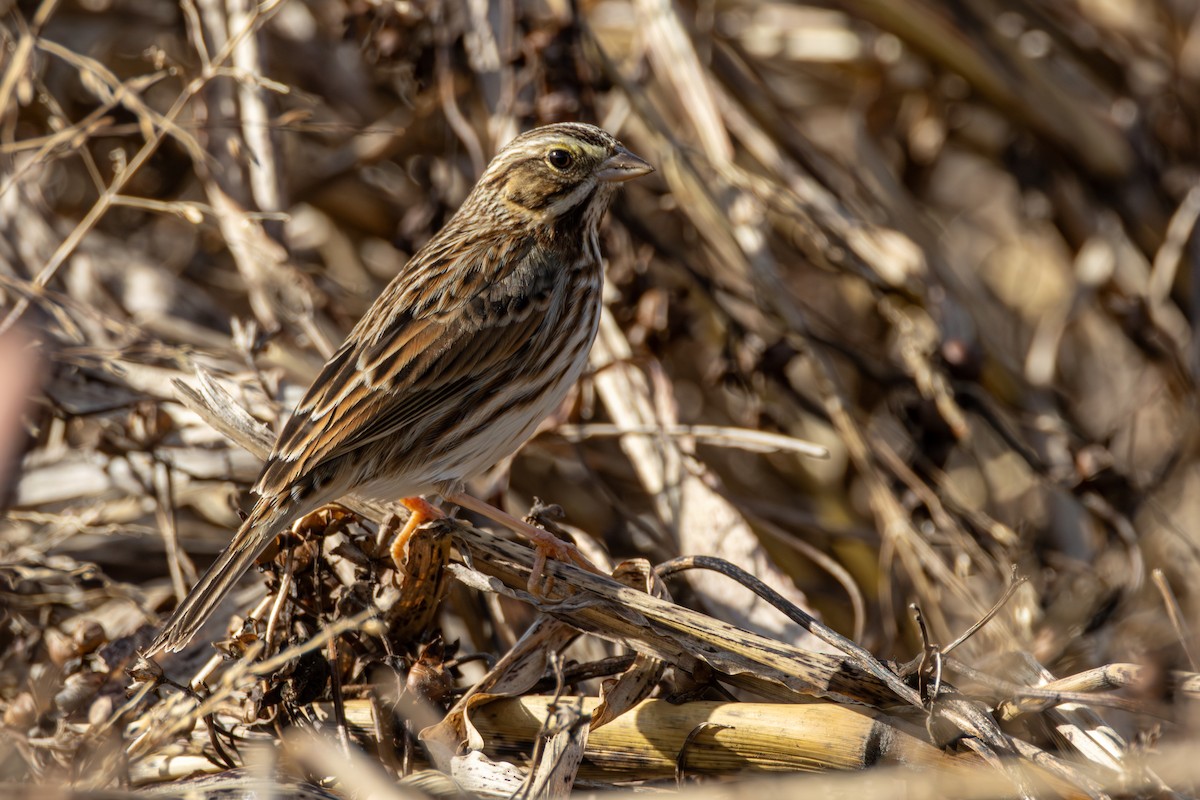 Chingolo Sabanero - ML647383870
