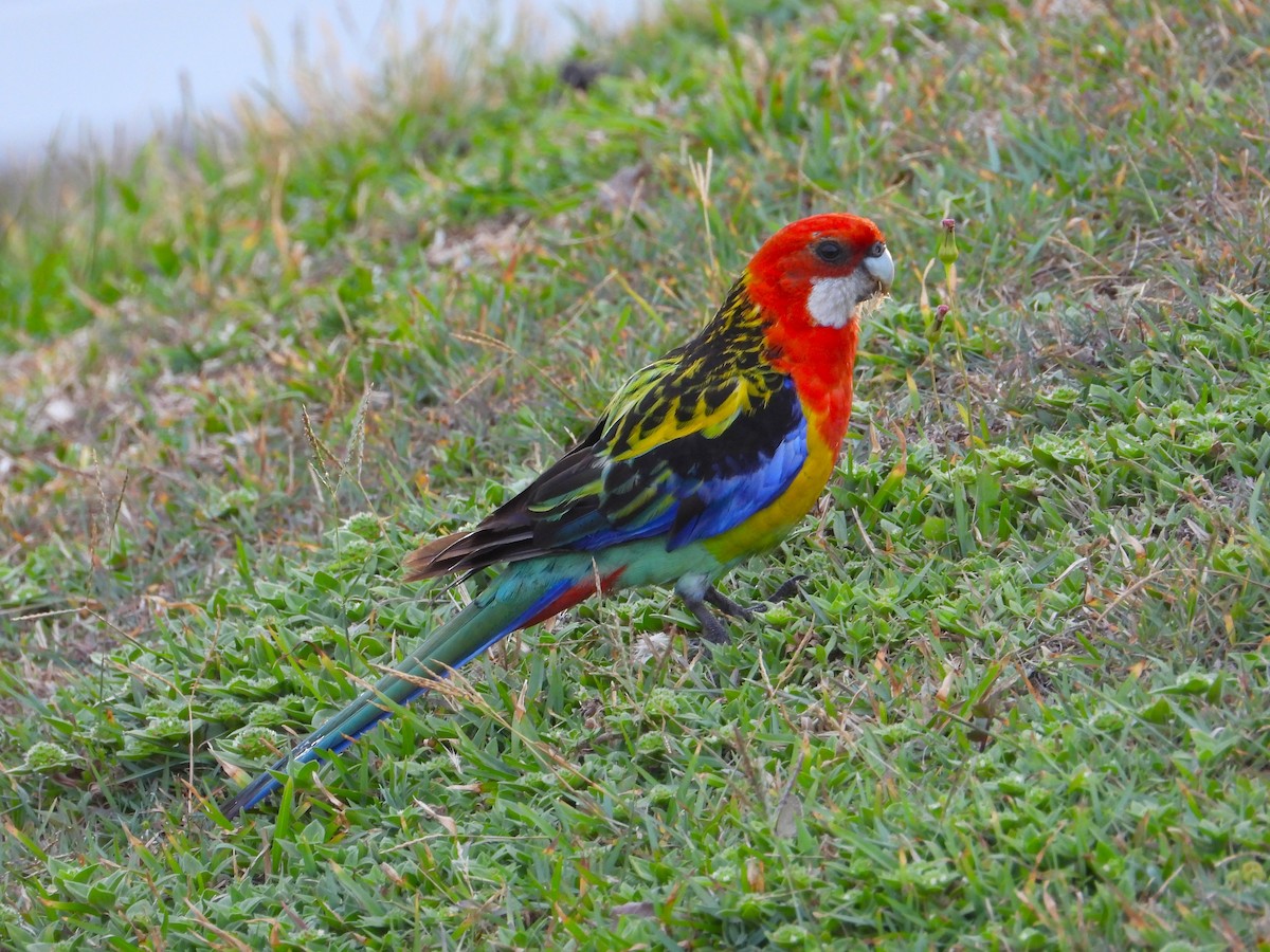 rosela pestrá - ML647383872