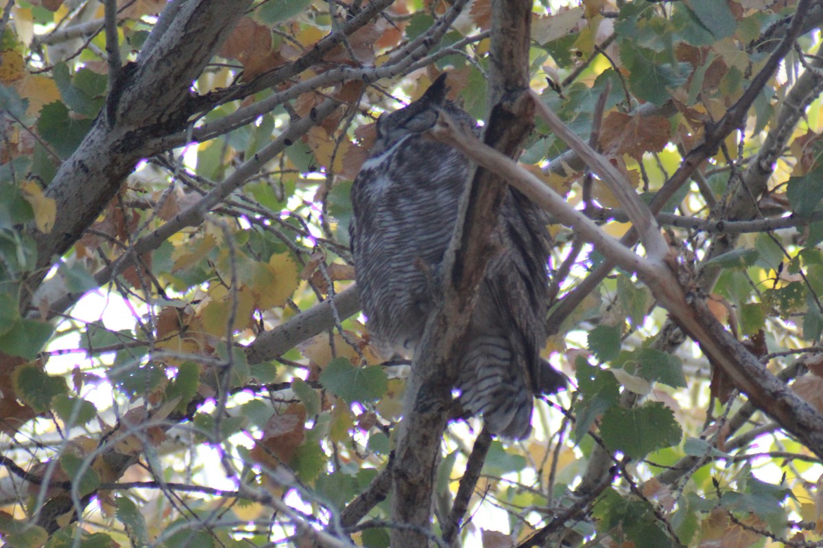 Great Horned Owl - ML647383880