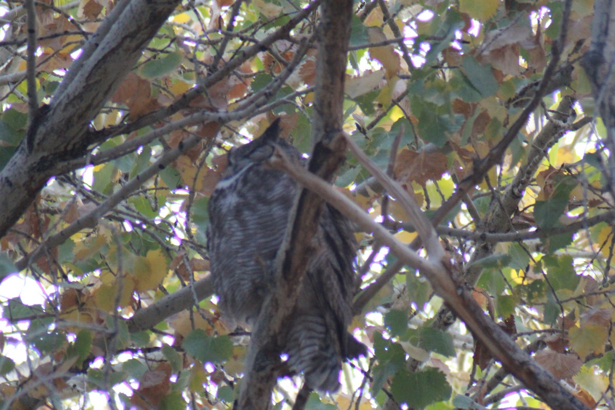 Great Horned Owl - ML647383881