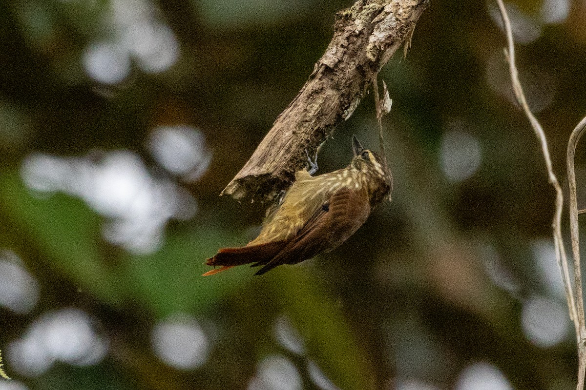 Çizgili Zenops - ML647383886