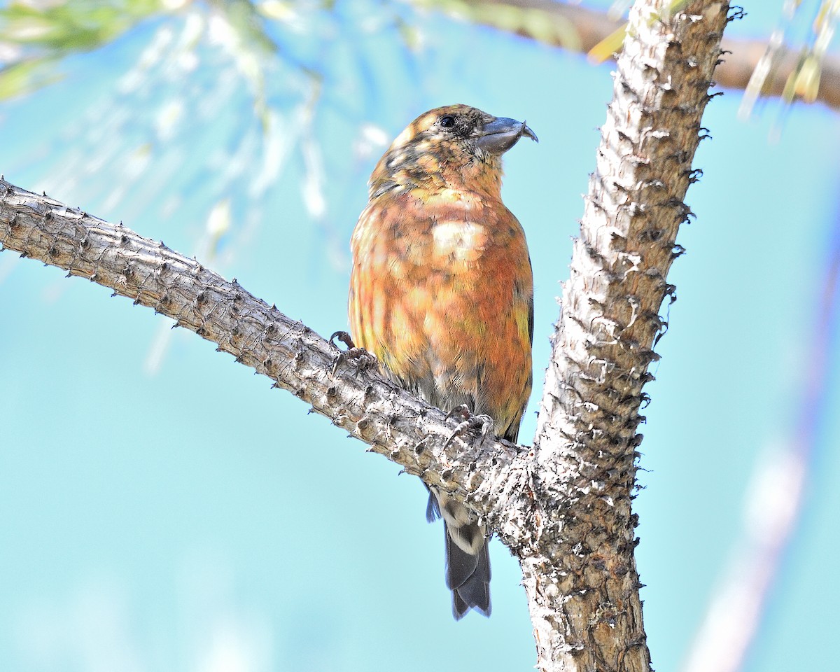 イスカ - ML647383887