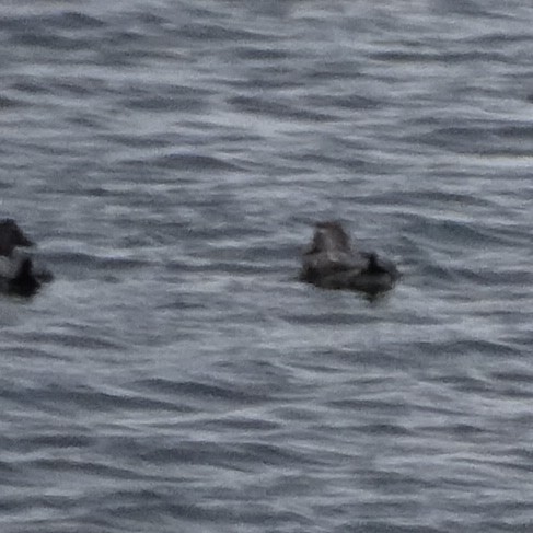 duck sp. - ML647383889