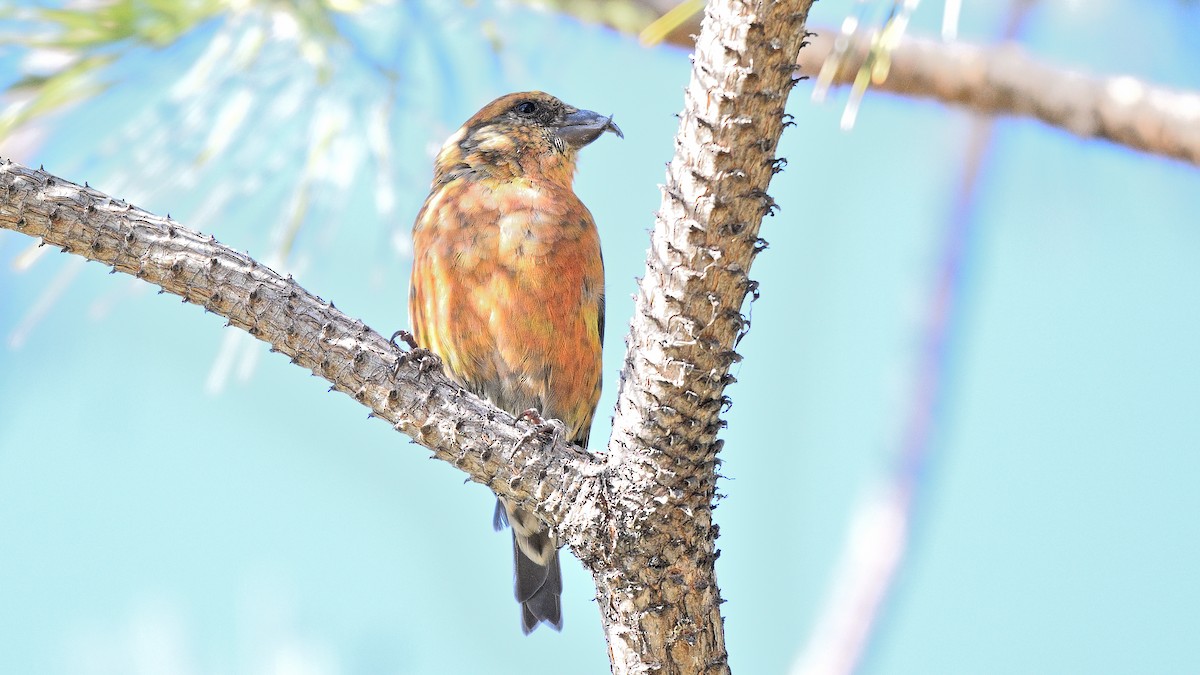 イスカ - ML647383890