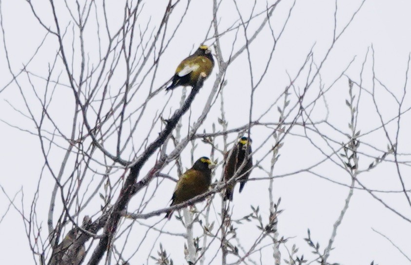 Evening Grosbeak - ML647383912