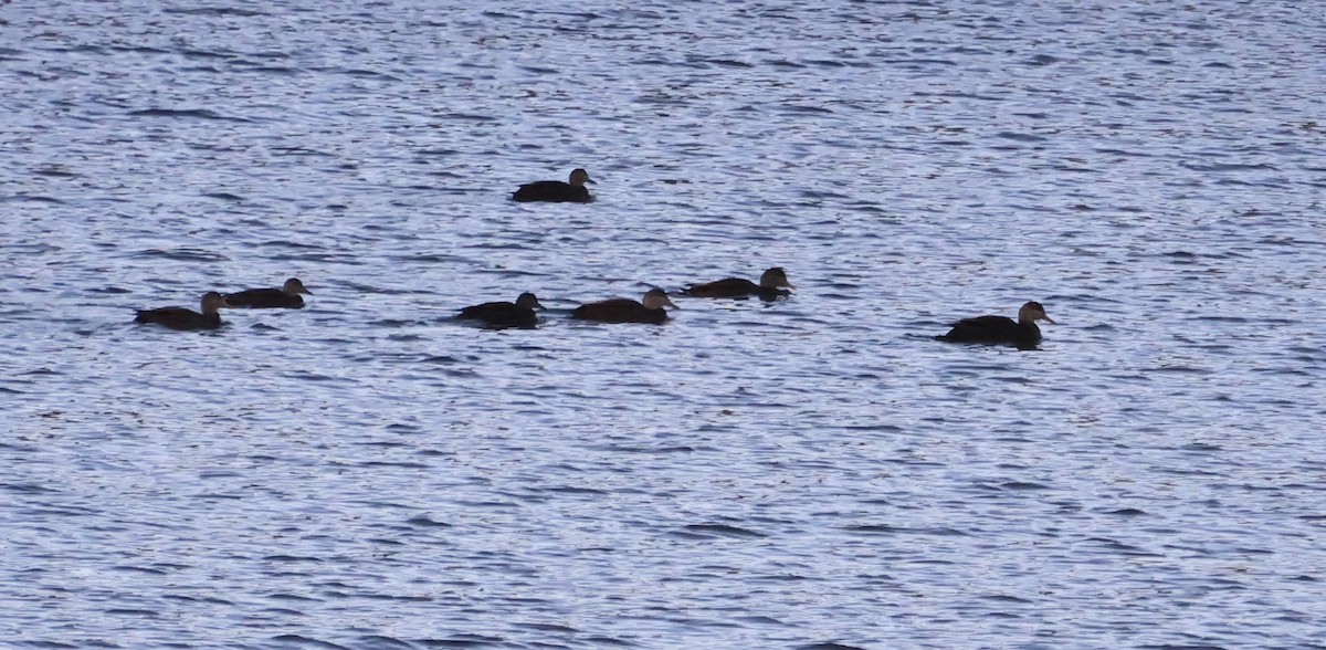 American Black Duck - ML647383915