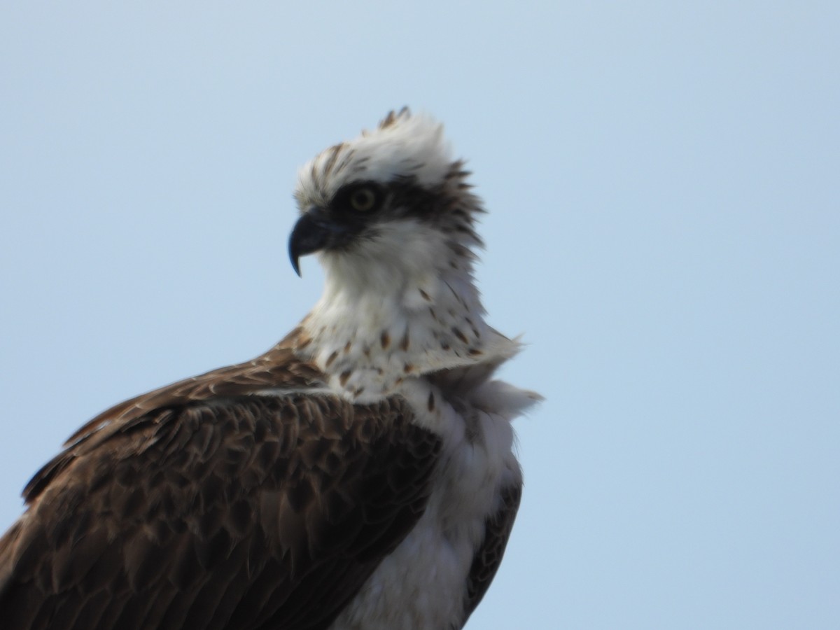 orlovec říční - ML647383916