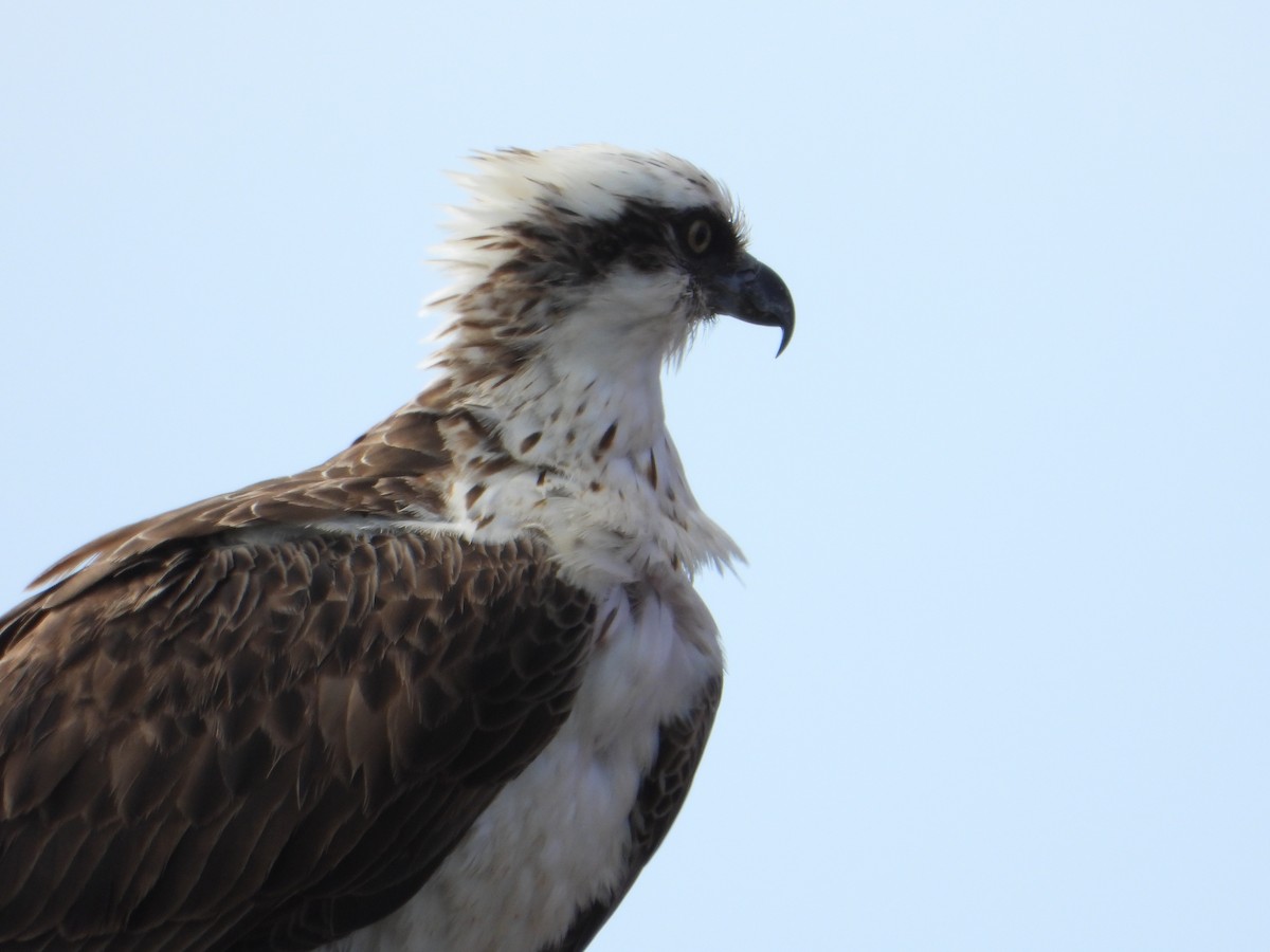 orlovec říční - ML647383917