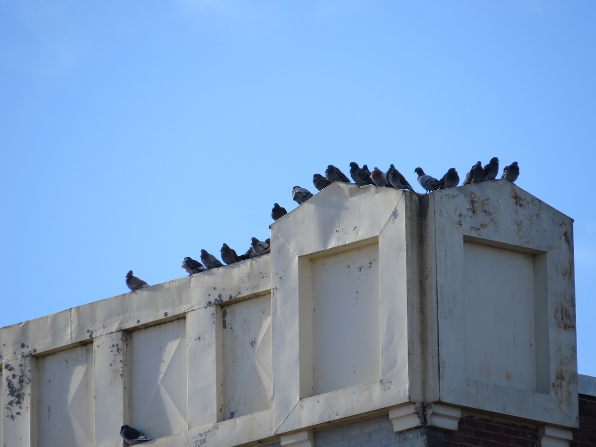 Kaya Güvercini (evcil tip) - ML647383918