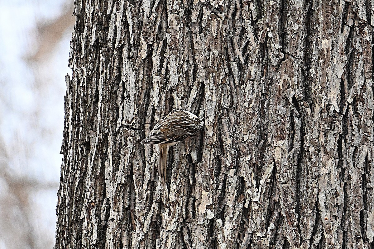 Brown Creeper - ML647383919