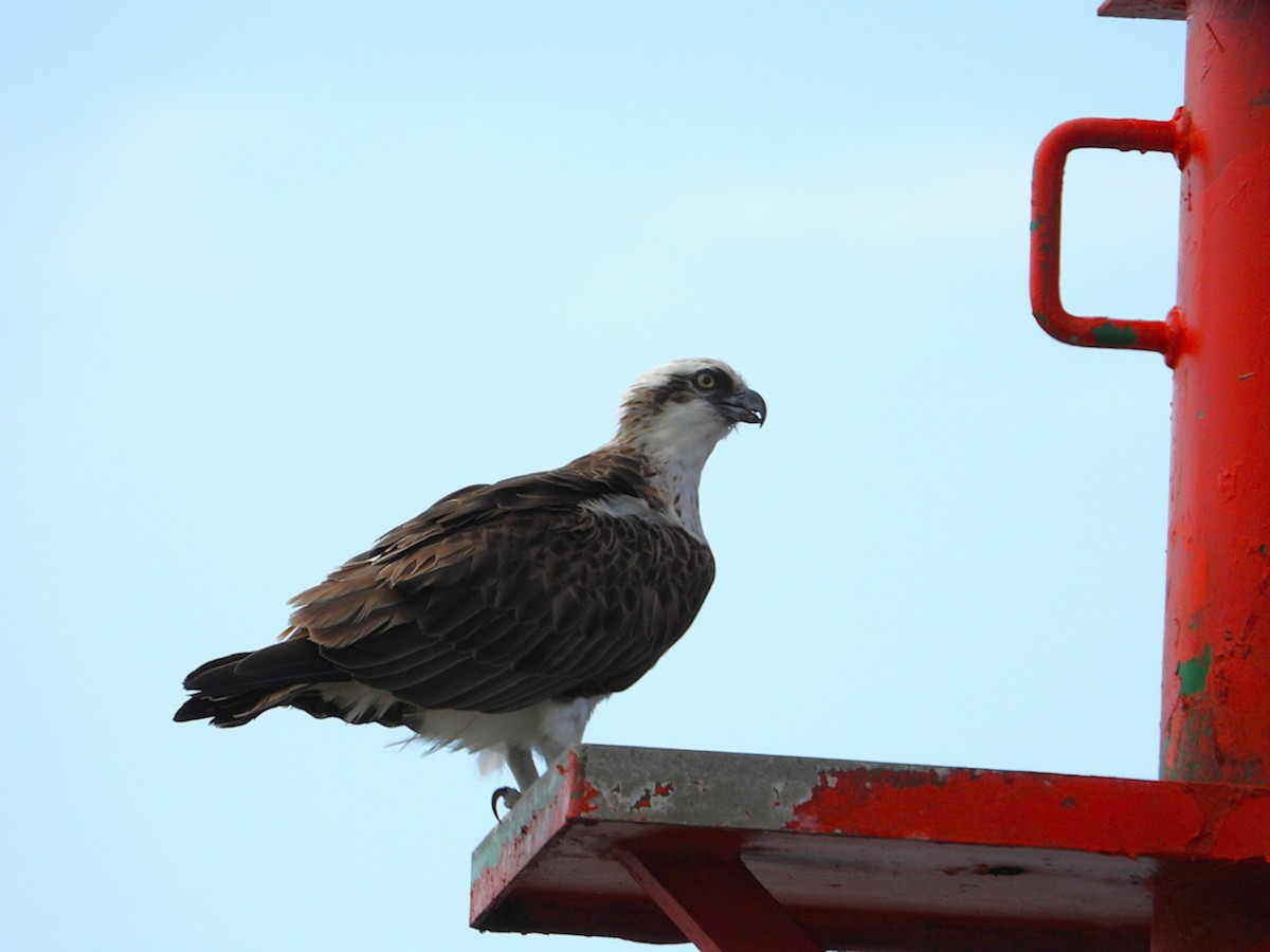 orlovec říční - ML647383926