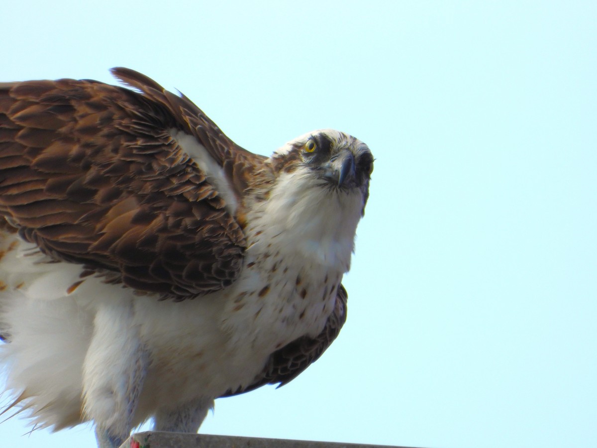 orlovec říční - ML647383927