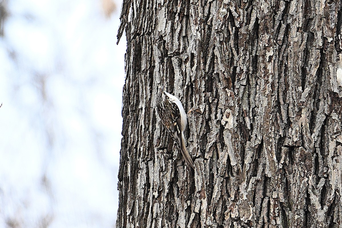 Brown Creeper - ML647383928