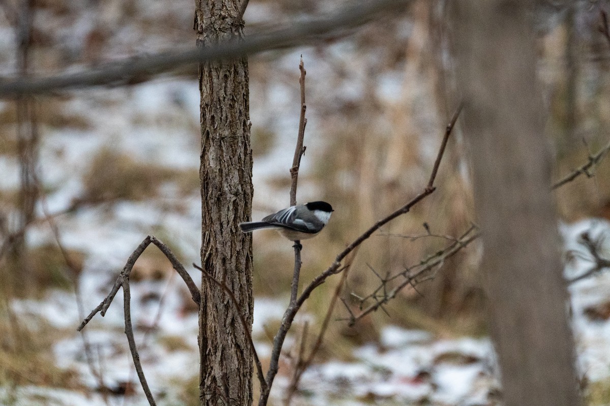 Black-capped Chickadee - ML647383929
