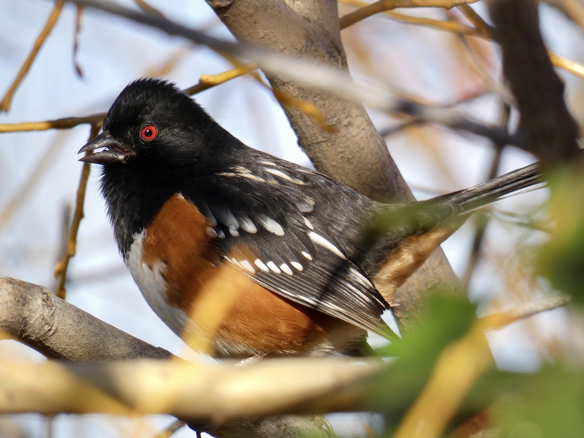 Spotted Towhee - ML647383930