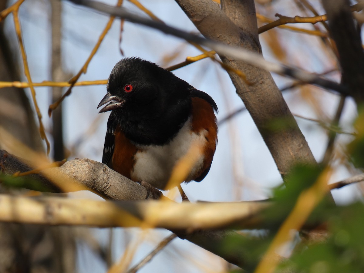 Spotted Towhee - ML647383932