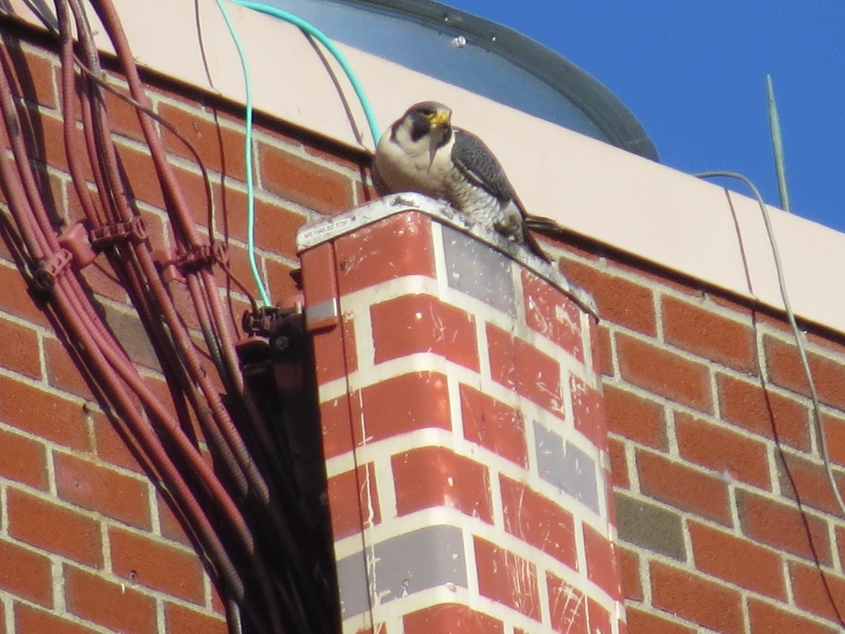 Gökdoğan - ML647383937