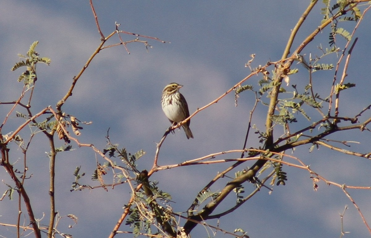 Savannah Sparrow - ML647383952