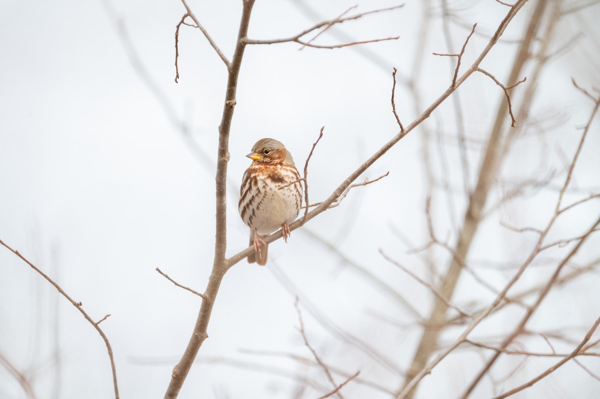 Fox Sparrow (Red) - ML647383953