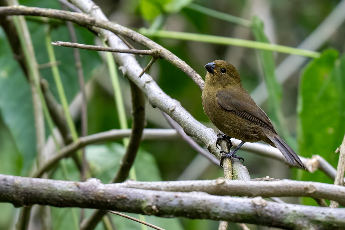 Variable Seedeater - ML647383954