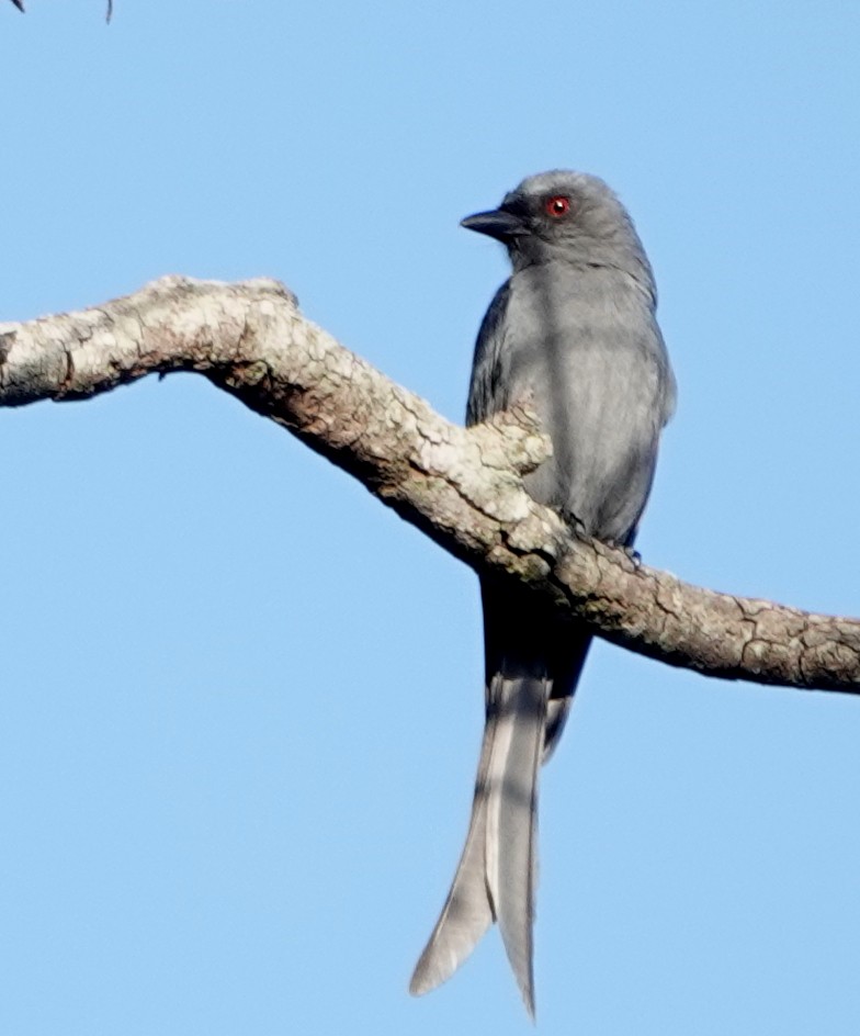 Ashy Drongo - ML647383955