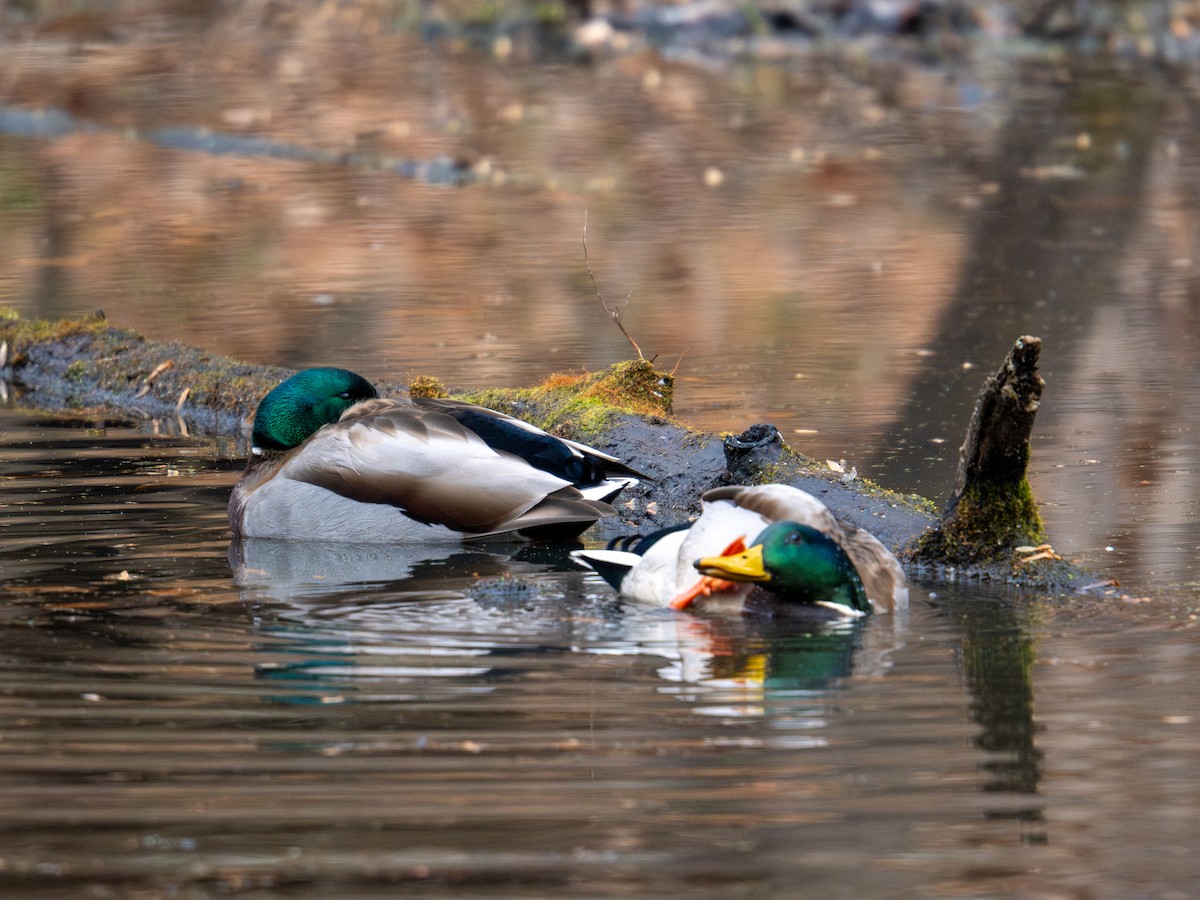 Mallard - ML647383956