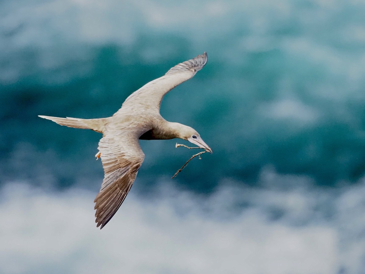 Red-footed Booby - ML647383957