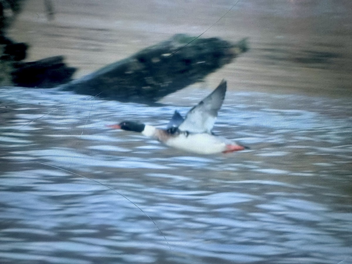 Red-breasted Merganser - ML647383958