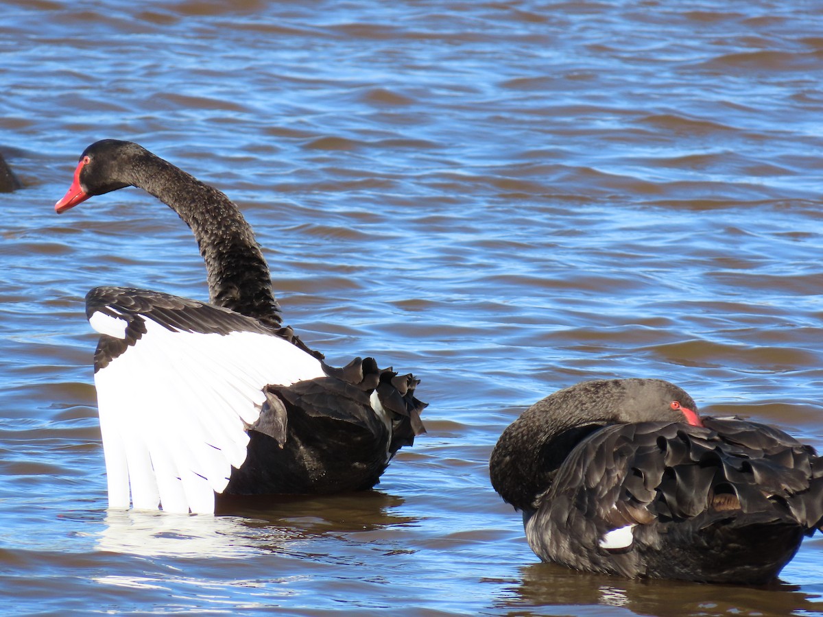 Black Swan - ML647383959