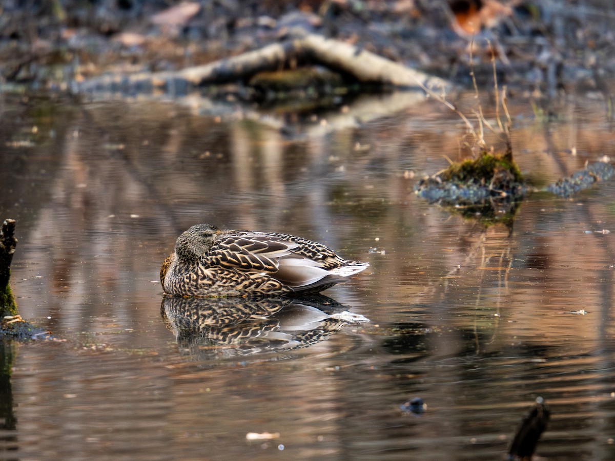 Mallard - ML647383960