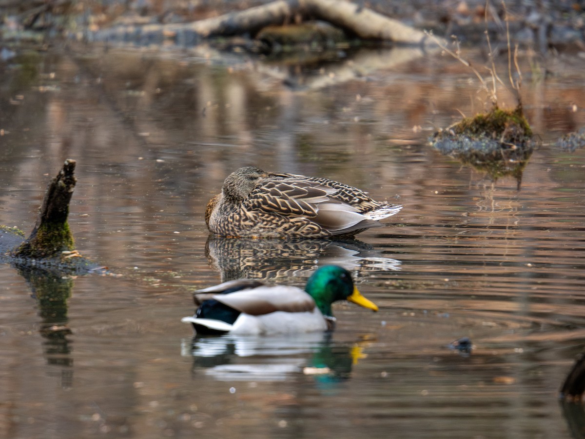 Mallard - ML647383961